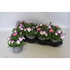 Viola Bellis 13 cm Purple, Rose