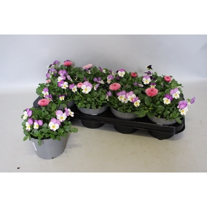 Viola Bellis 13 cm Persian wing, Rose
