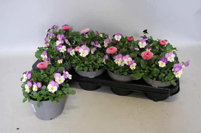<h4>Viola Bellis 13 cm Persian wing, Rose</h4>