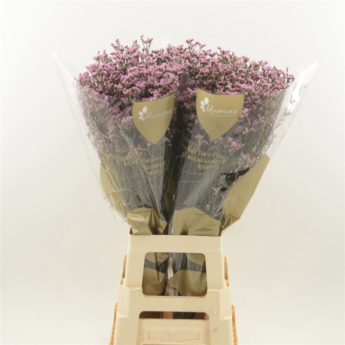 <h4>Limonium Sinense Blush Diamond</h4>