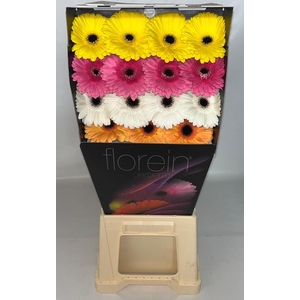Gerbera Mix Orange Diamond