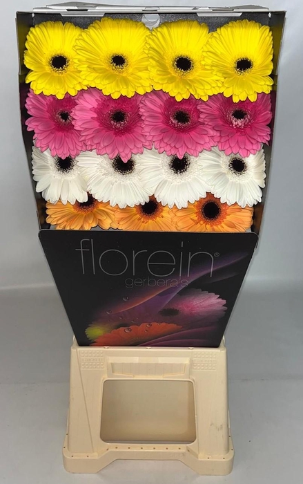 <h4>Gerbera Mix Orange Diamond</h4>