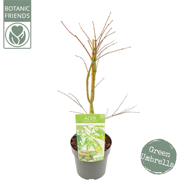 <h4>Acer palm. 'Dissectum' extra kwaliteit</h4>