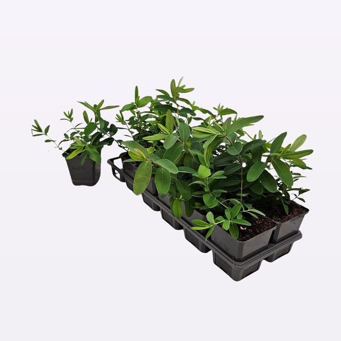 <h4>Hypericum Calycinum</h4>