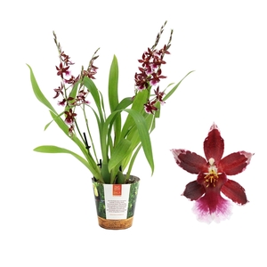 Inca Cambria Barrocco Red 4-5 spike in Jungle cover