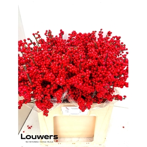ILEX MAG SUPREME RED