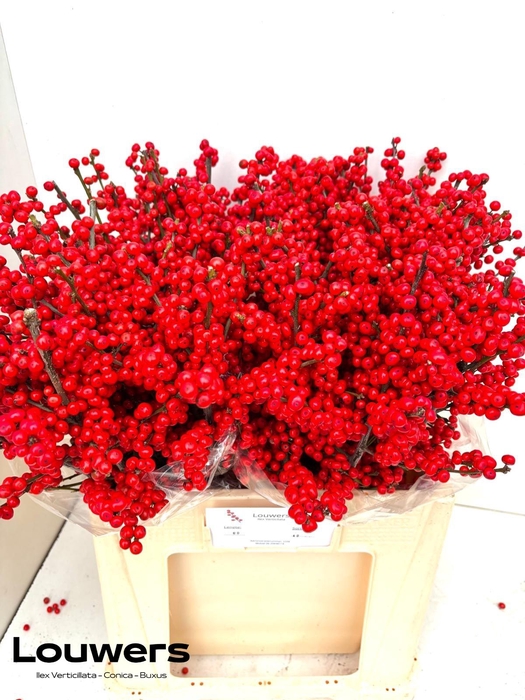 <h4>ILEX MAG SUPREME RED</h4>