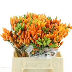 Cap Orange Fire