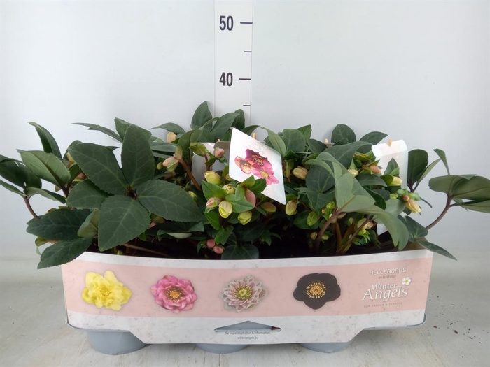<h4>Helleborus ...</h4>