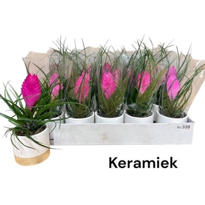 ARR TILLANDSIA