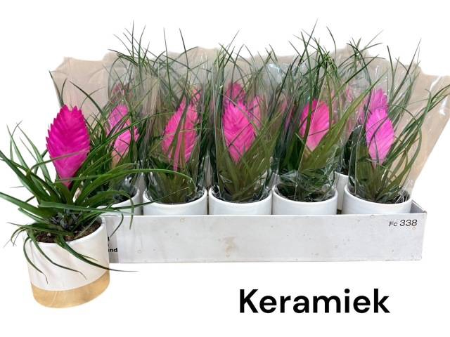 <h4>ARR TILLANDSIA</h4>