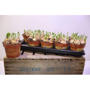 arr8 Narc O Tete A Tete