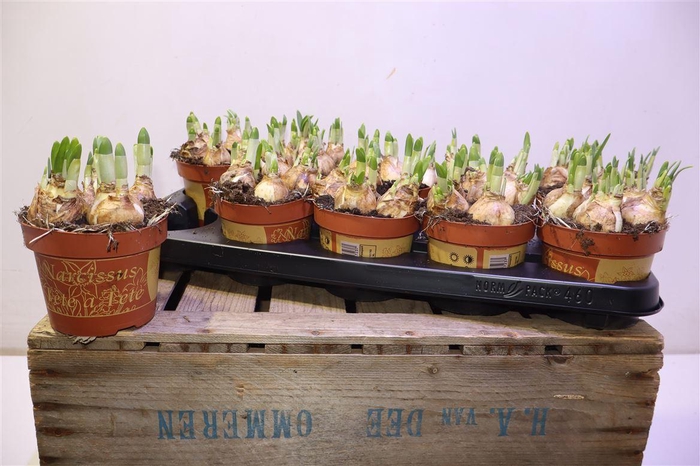 <h4>Narc O Tete A Tete</h4>