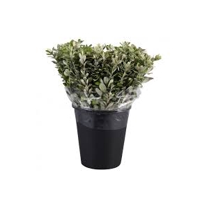PITTOSPORUM RALPHI