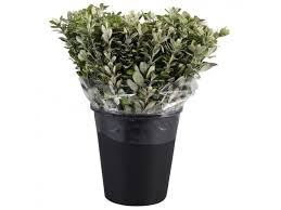 <h4>PITTOSPORUM RALPHI</h4>