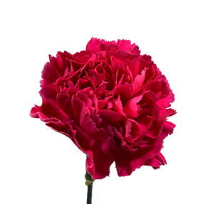 <h4>CRAVO FAUSTO 060 CM PINK</h4>