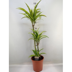 Dracaena fr de 'LemonLime'