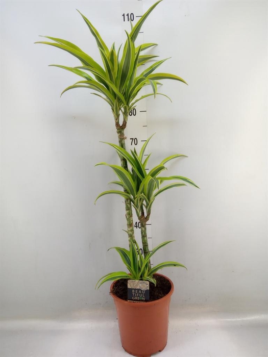 <h4>Dracaena fr de 'LemonLime'</h4>