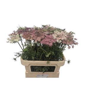Daucus Carota Dara