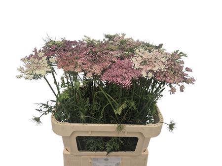 <h4>Daucus Carota Dara</h4>