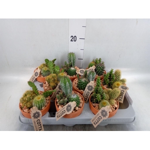 Arr.  Cactus L%