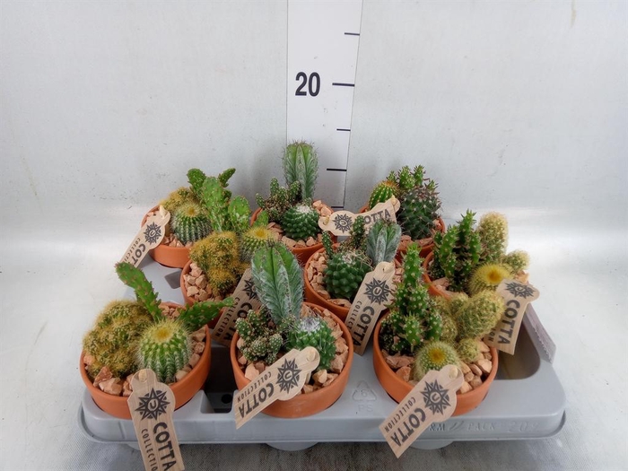 <h4>Arr. Cactus L%</h4>