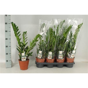 Zamio Zamiifolia 3-4+