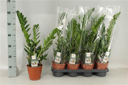 <h4>Zamio Zamiifolia 3-4+</h4>
