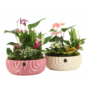 21812: Lovess arrangement