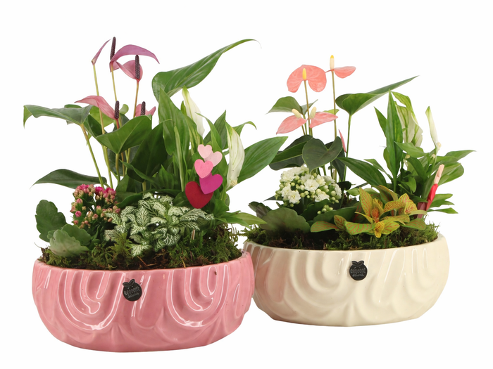 <h4>21812: Lovess arrangement</h4>