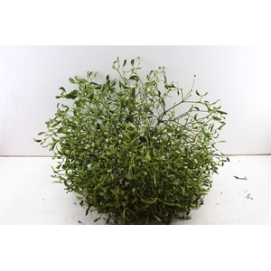 Mistletoe Kronen 3 Kilo P Stuk