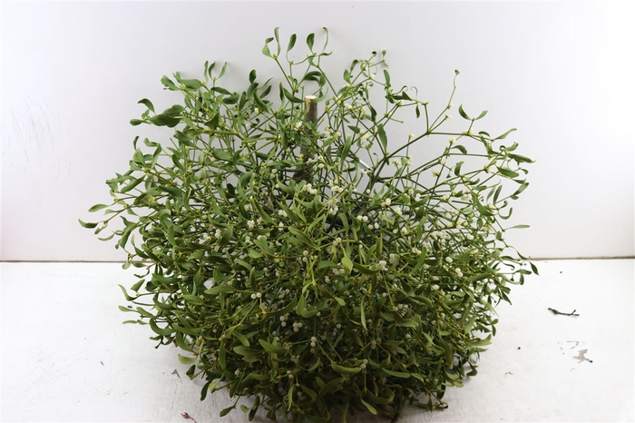 <h4>Mistletoe Kronen 3 Kilo P Stuk</h4>