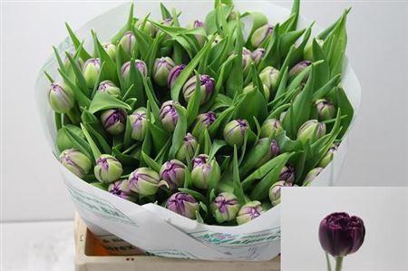 <h4>Tu Du Python</h4>