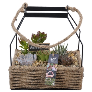 PTSU8499 Arrangement Succulenten in rechthoekige touwmand met metaal