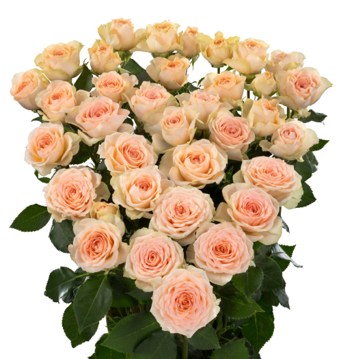 <h4>Rosa TR "Sancerre"</h4>