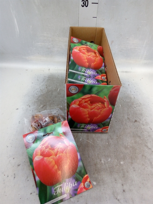 <h4>Tulipa   ...flowerbulbs</h4>