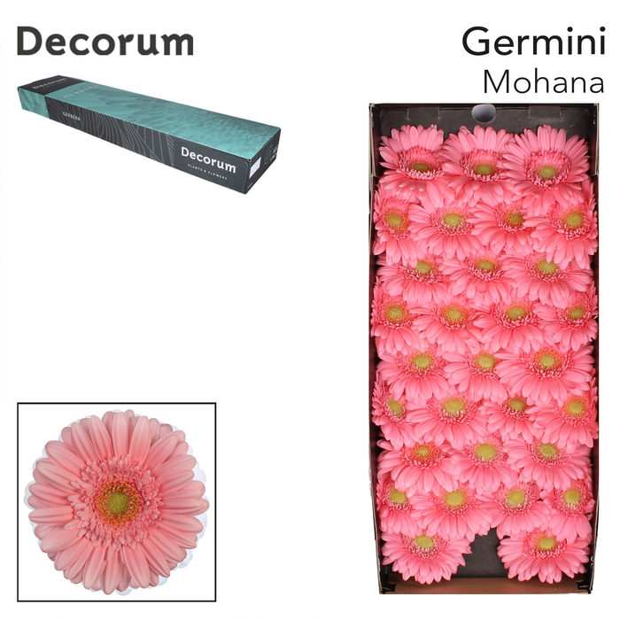 <h4>Germini Mohana Doos</h4>