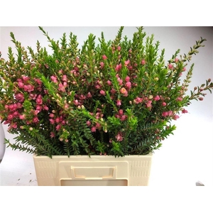 CHAMECORDIA REY CHAMECORDIA REY,40