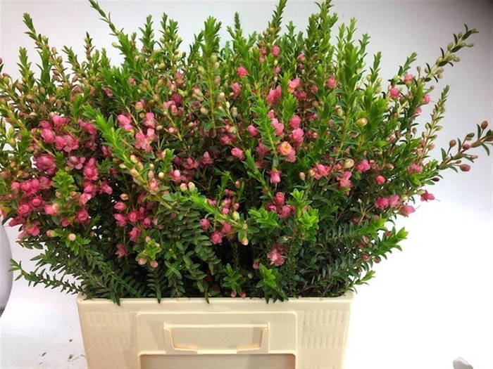 <h4>CHAMECORDIA REY CHAMECORDIA REY,40</h4>