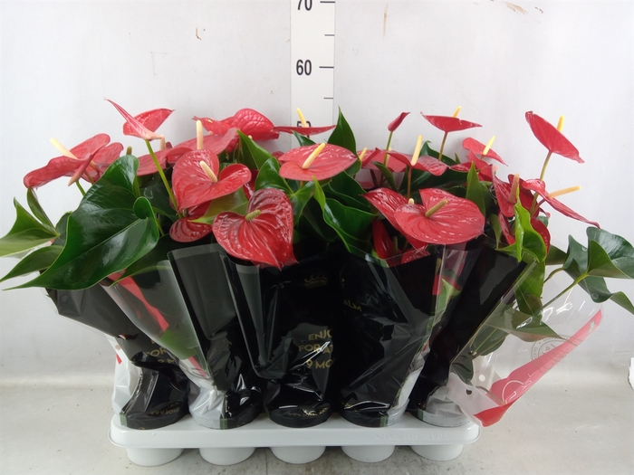 <h4>Anthurium andr. 'Royal Champion'</h4>