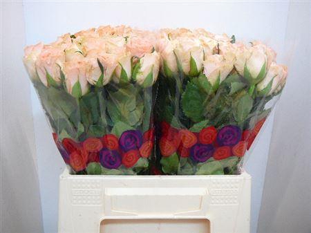 <h4>R Gr Mayfair!</h4>