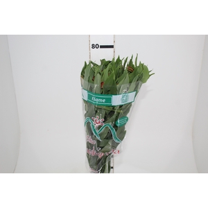 ALSTROEMERIA FLAME 080 CM