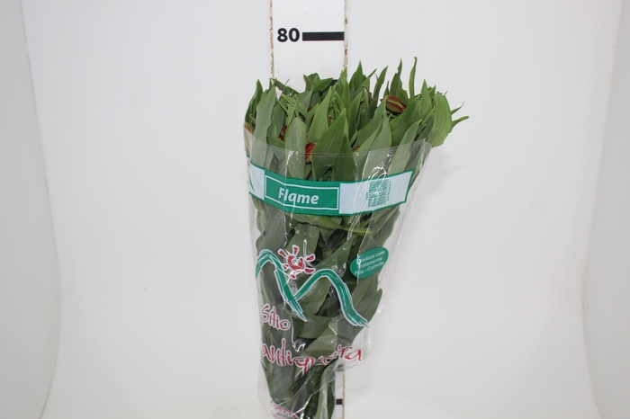 <h4>ALSTROEMERIA FLAME 080 CM</h4>