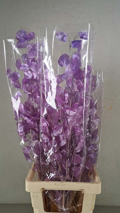 <h4>DF Lunaria Bs Shiny Lilac</h4>