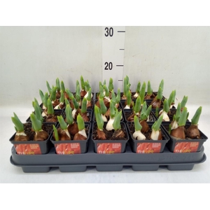 Tulipa DU 'Red Baby'