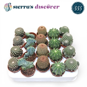Discover® - Bilbao Cactus Mix (Exclusive)