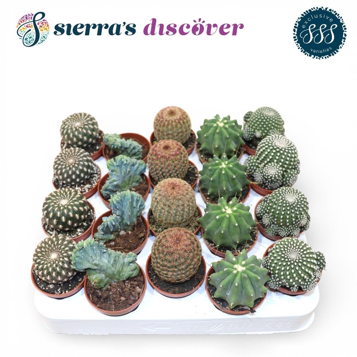 <h4>Discover® - Bilbao Cactus Mix (Exclusive)</h4>