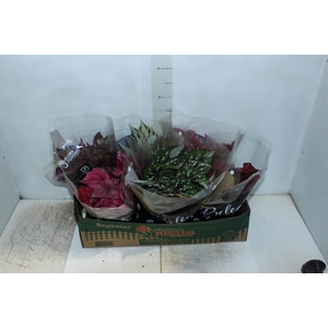 BEGONIA BELEAF P15 PO