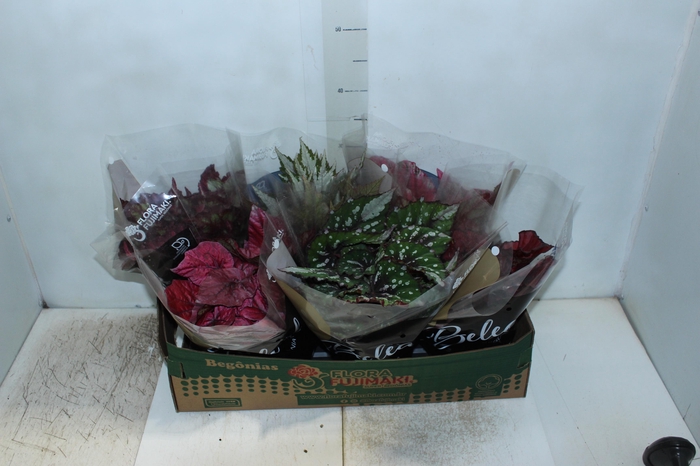 <h4>BEGONIA BELEAF P15 PO</h4>