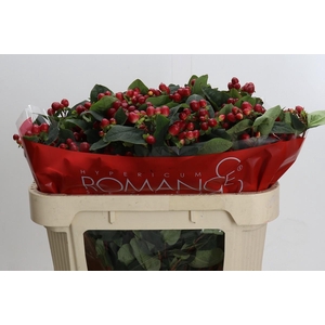 Hypericum True Romance Spray